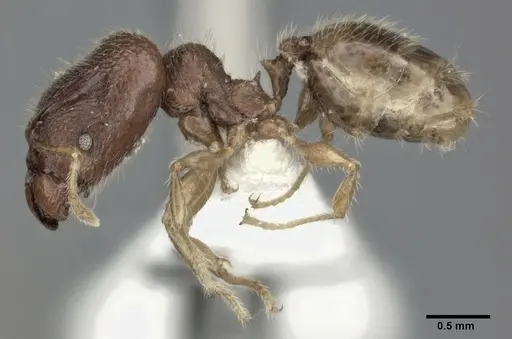 Pheidole colpigaleata - CASENT0246117