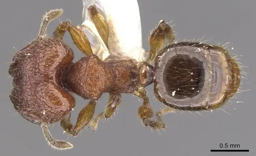 Pheidole colpigaleata - CASENT0905875