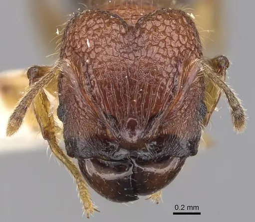 Pheidole colpigaleata - CASENT0905875