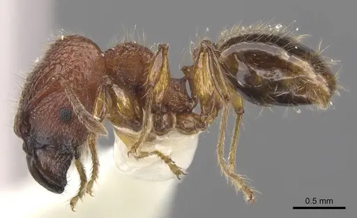 Pheidole colpigaleata - CASENT0905875