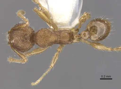 Pheidole colpigaleata - CASENT0905876