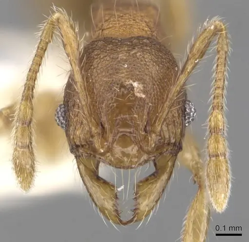 Pheidole colpigaleata - CASENT0905876