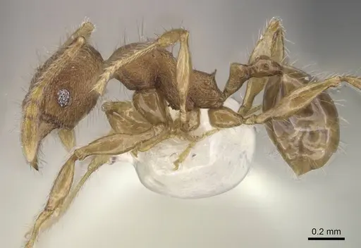 Pheidole colpigaleata - CASENT0905876