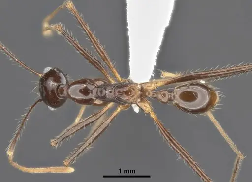 Pheidole comata specimen