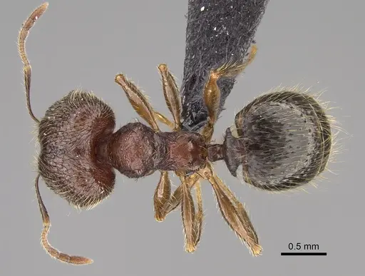Pheidole comata - CASENT0208726