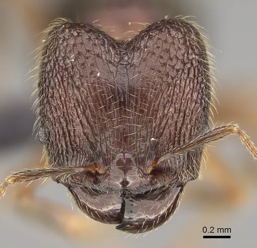 Pheidole comata - CASENT0208726