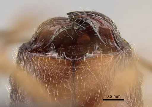 Pheidole comata - CASENT0208726