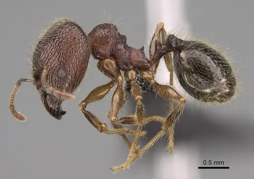 Pheidole comata - CASENT0208726