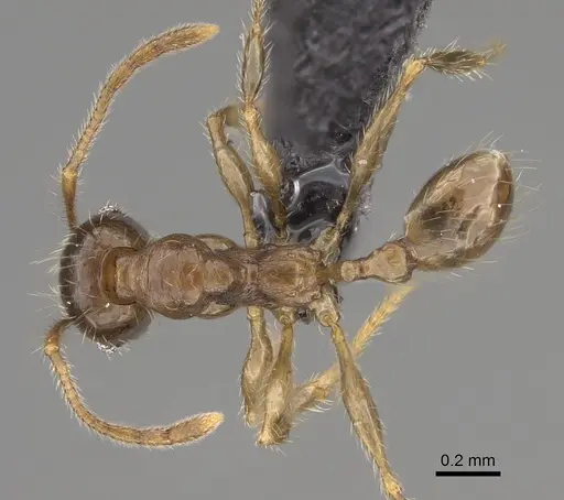 Pheidole comata - CASENT0208811