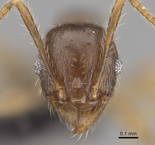 Pheidole comata - CASENT0208811