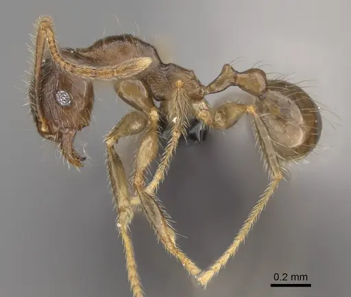 Pheidole comata - CASENT0208811