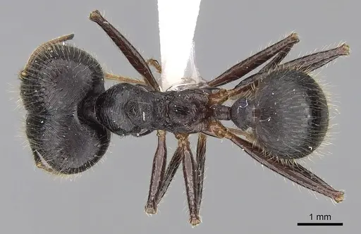 Pheidole comata - CASENT0281704