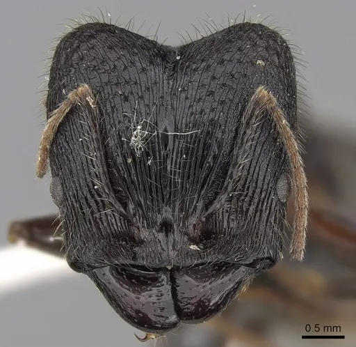 Pheidole comata - CASENT0281704