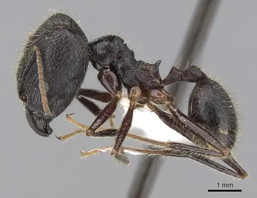 Pheidole comata - CASENT0281704