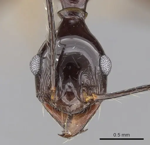 Pheidole comata - CASENT0281705
