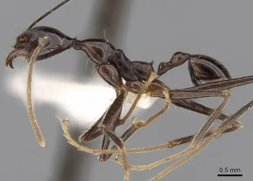 Pheidole comata - CASENT0281705