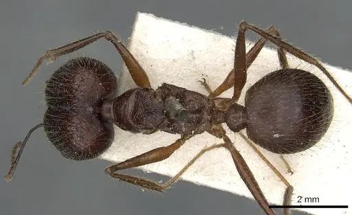 Pheidole comata - CASENT0901504