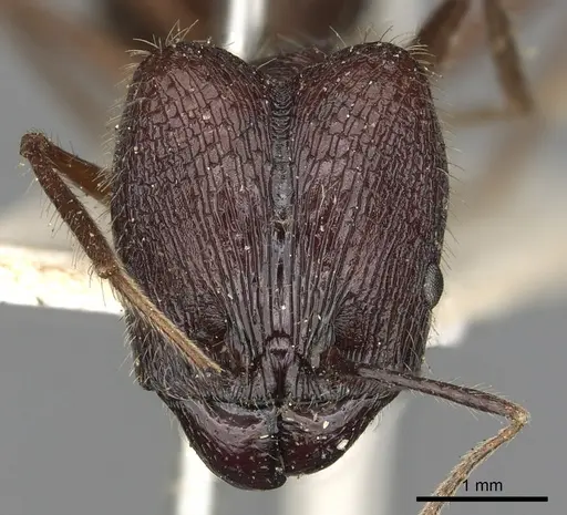 Pheidole comata - CASENT0901504