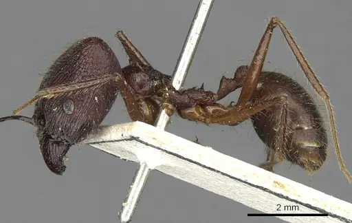 Pheidole comata - CASENT0901504