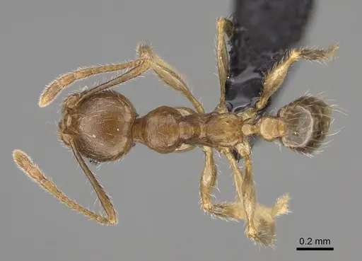 Pheidole comata - CASENT0923262