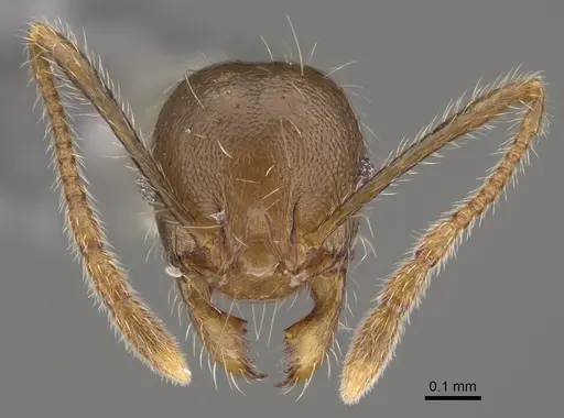 Pheidole comata - CASENT0923262