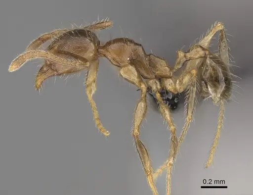 Pheidole comata - CASENT0923262