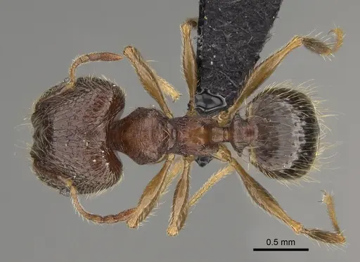 Pheidole comata - CASENT0923278