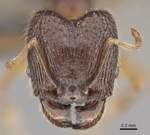 Pheidole comata - CASENT0923278