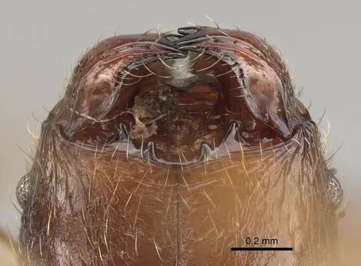 Pheidole comata - CASENT0923278