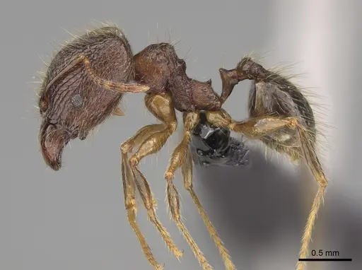 Pheidole comata - CASENT0923278