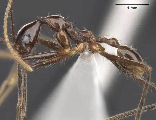 Pheidole comata - MCZ-ENT00511499