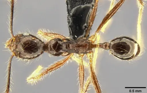 Pheidole concinna specimen