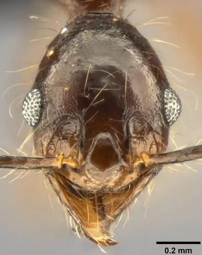 Pheidole concinna specimen