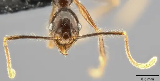 Pheidole concinna specimen