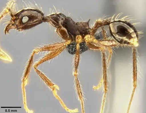 Pheidole concinna - CASENT0283319