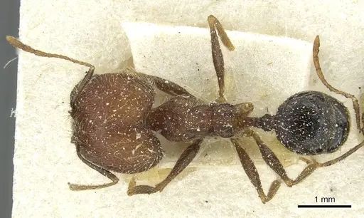 Pheidole concinna - CASENT0913292
