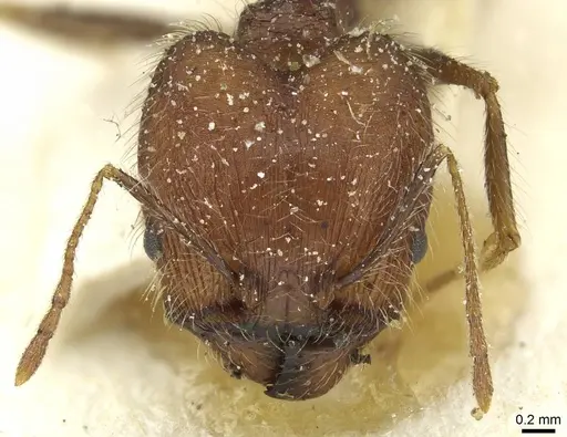 Pheidole concinna - CASENT0913292