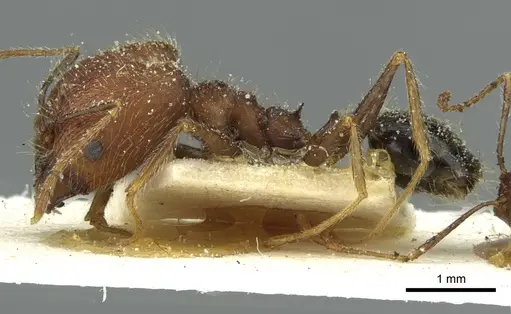 Pheidole concinna - CASENT0913292