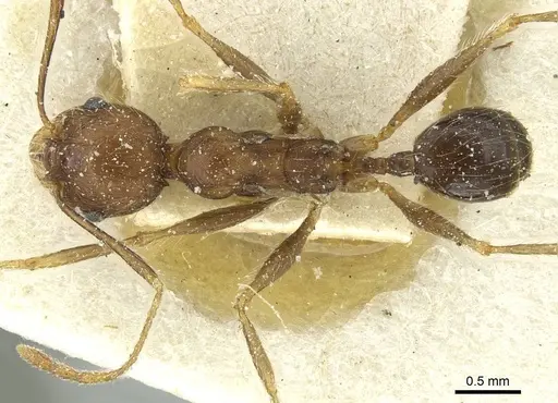 Pheidole concinna - CASENT0913293