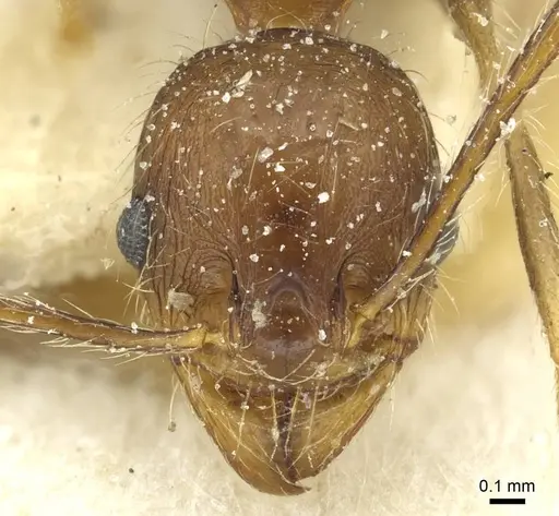 Pheidole concinna - CASENT0913293