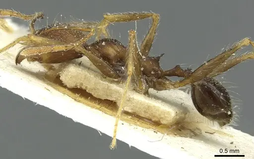 Pheidole concinna - CASENT0913293