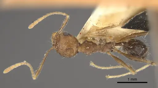 Pheidole concinna - CASENT0917763