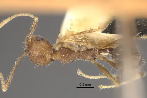Pheidole concinna - CASENT0917763