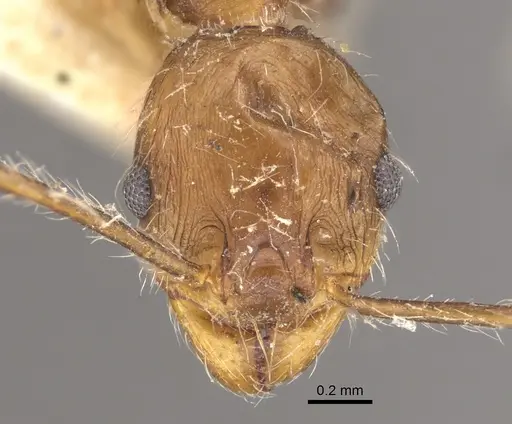 Pheidole concinna - CASENT0917763