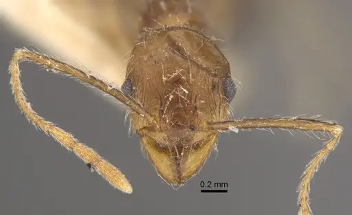 Pheidole concinna - CASENT0917763