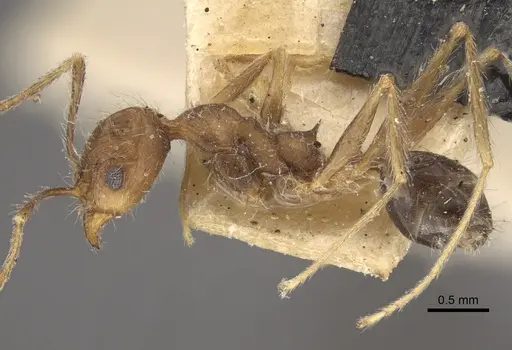 Pheidole concinna - CASENT0917763