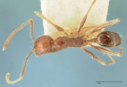 Pheidole concinna - FOCOL1338