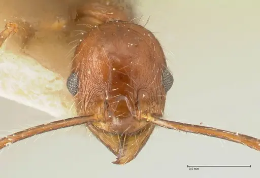 Pheidole concinna - FOCOL1338
