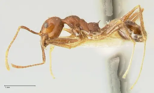 Pheidole concinna - FOCOL1338