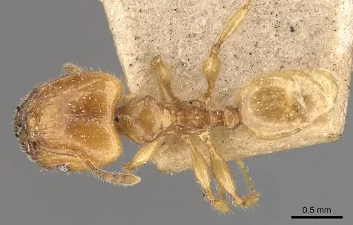 Pheidole conficta specimen